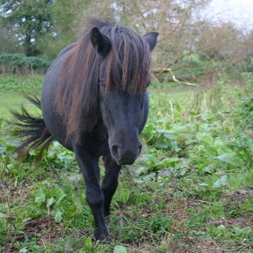Lou, ein shatty in schwarz