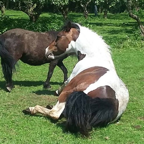 Luna gechecktes Pferd