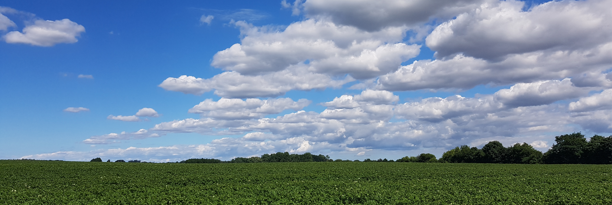 Grünes RapsFeld unter weitem, blau-weiß bewölktem Himmel.